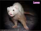 Luna Yasmin's ferrets
