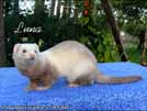 Luna Yasmin's ferrets