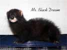 Mr. Black Dream von den LA Ferrets