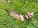 Gizmo Nino Yasmin's ferrets