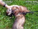 Valentnka - Collete Kamis a Gizmo Nino Yasmin's ferrets