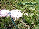 fretko Jumbo 2005 - Medultka 67. den